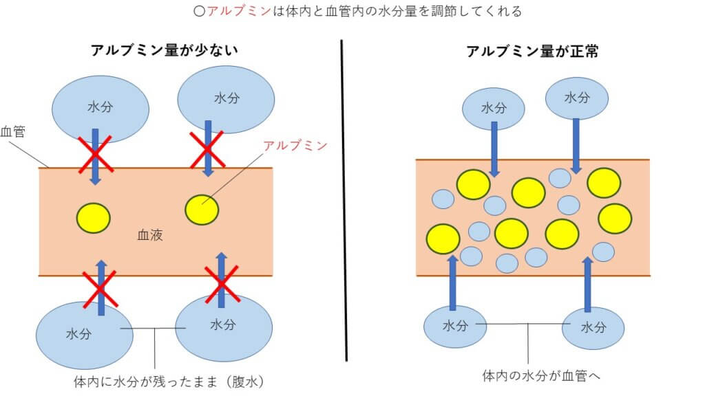 アルブミンが少ないと